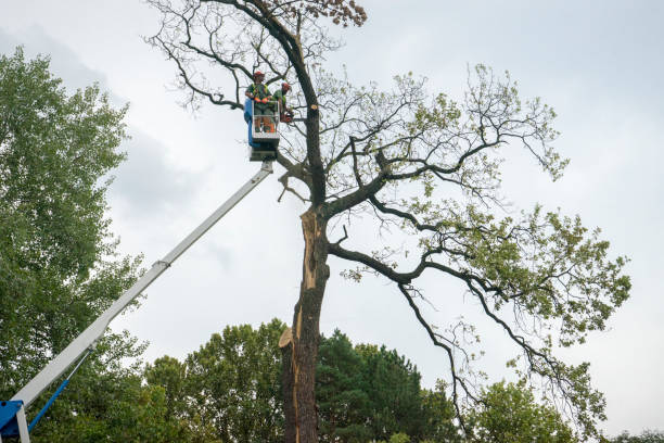 Leaf Removal in Lattingtown, NY