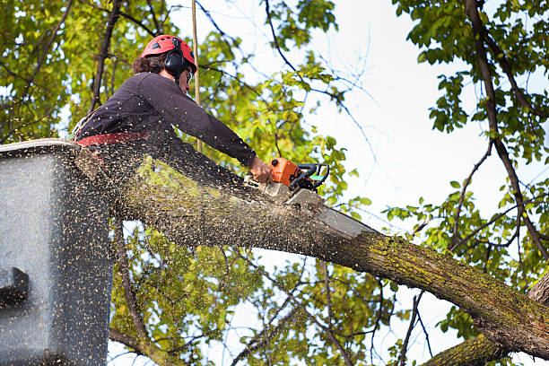 How Our Tree Care Process Works  in  Lattingtown, NY