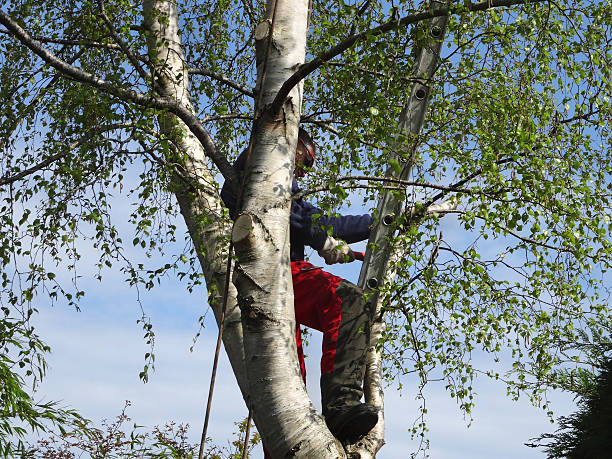 Reliable Lattingtown, NY Tree Services Solutions